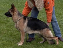 Hund1-standb-klein.jpg